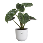 jazz rund 30cm seidenweiß